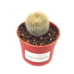 Brasilicactus Haselbergii Crested Scarlet Ball Cactus Plant -Plant Life Decor Shop Brasilicactus Haselbergii 5