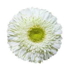 Gerbera Breakdance Plant