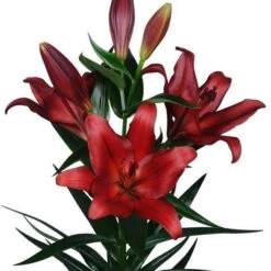 Lilium Asiatic 'Breakout' (Bulbs)