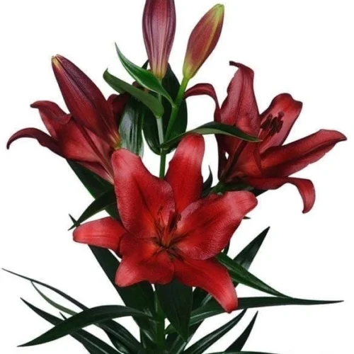 Lilium Asiatic 'Breakout' (Bulbs)