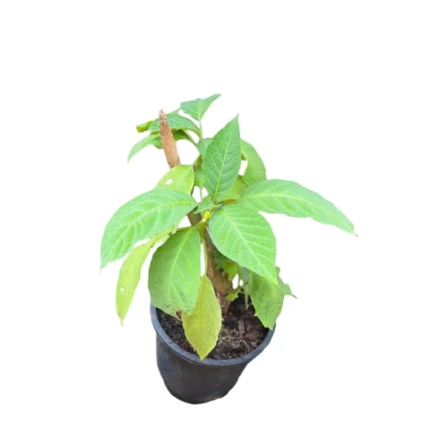 Brugmansia Insignis Plant 9 Brugmansia Insignis Plant -Plant Life Decor Shop Brugmansia insignis 1