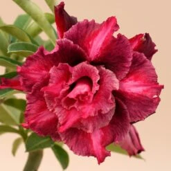 Burgundy Blush Adenium