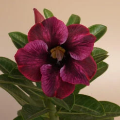 Burgundy Star Adenium Plant
