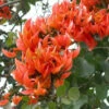 Butea Monosperma - Palash Plant