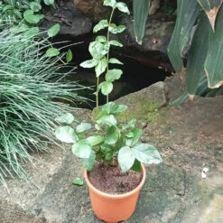 Jasminum Sambac Butt Mogra Plant -Plant Life Decor Shop Butt Mogra 1