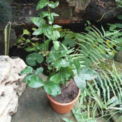 Jasminum Sambac Butt Mogra Plant -Plant Life Decor Shop Butt Mogra 3