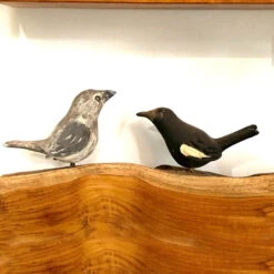 Exotic Birds- Indian Robin (A Pair)