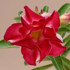 Vogel Twist Adenium Plant