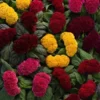 Celosia Concertia Mix Flower Seeds