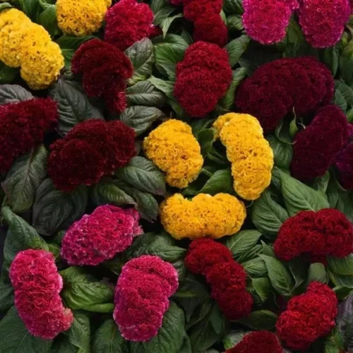 Celosia Concertia Mix Flower Seeds