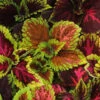 Coleus 'Kong Mix Empire' Flower Seeds