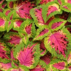 Coleus 'Prem Sun Watermelon' Flower Seeds