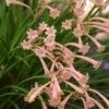 Cyrtanthus Mackenii 'Himalayan Pink' (Bulbs)
