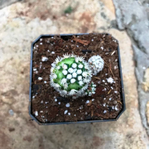 Mammillaria Vetula Arizona Snowcap Cactus Plant -Plant Life Decor Shop CactiMammillariavetula ArizonaSnowcap 3