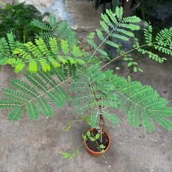 Caesalpinia Pulcherrima Guletura Plant -Plant Life Decor Shop CaesalpiniaPulcherrima 2