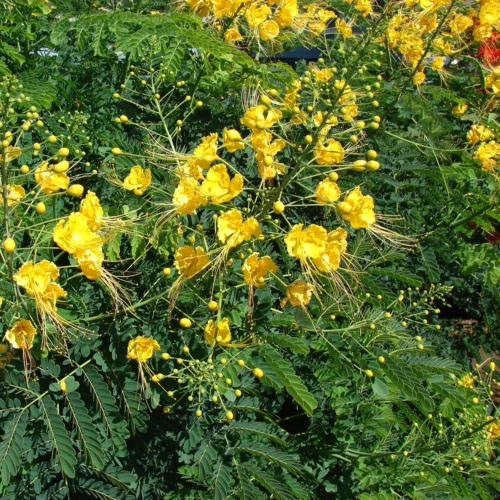 Caesalpinia Pulcherrima F. Flava Guletura Plant