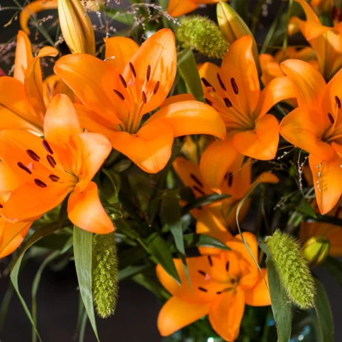 Lilium Asiatic 'Caesar's Palace' (Bulbs)