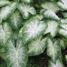 Caladium 'Aaron' (Bulbs)