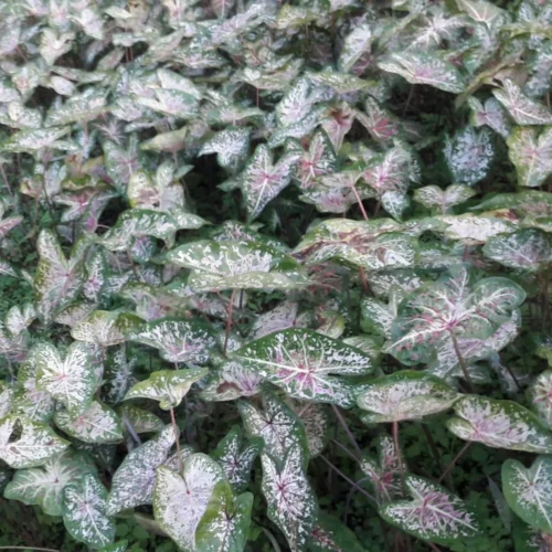 Caladium Blanche Wise (Bulbs)
