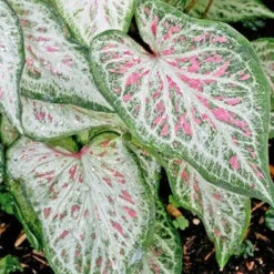 Caladium 'Candyland' Plant