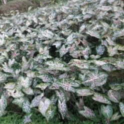 Caladium 'Candyland' Plant -Plant Life Decor Shop CaladiumCandyman 2