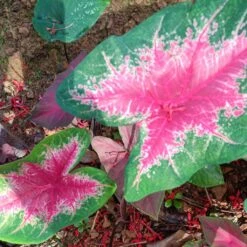 Caladium 'Fire Chief' Plant -Plant Life Decor Shop CaladiumFirechief 3