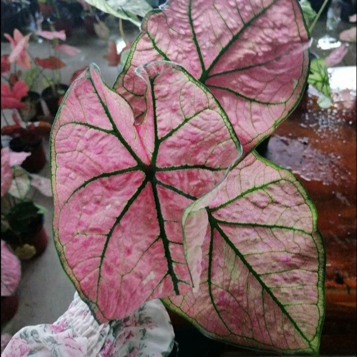Caladium Pink Illusion (Bulbs) 1 Caladium Pink Illusion (Bulbs)