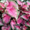 Caladium Sweetheart (Bulbs)