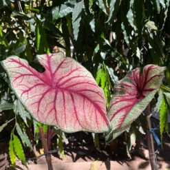 Caladium 'Bleeding Heart' Plant