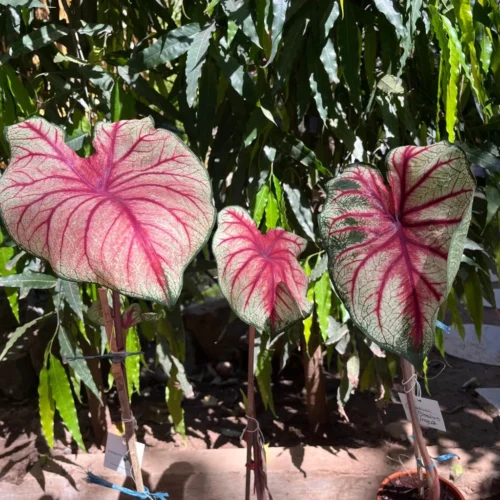 Caladium 'Bleeding Heart' Plant -Plant Life Decor Shop Caladium Bleeding heart 2