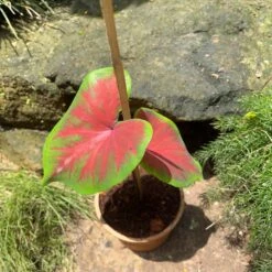 Caladium 'Brandywine' Plant -Plant Life Decor Shop Caladium Brandywine
