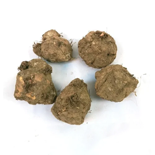 Caladium 'Bleeding Heart' Plant -Plant Life Decor Shop Caladium Candyland 4 2