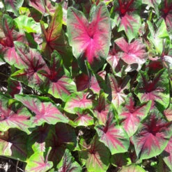 Caladium 'Freida Hemple' (Bulbs)