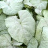 Caladium 'June Bride' (Bulbs)