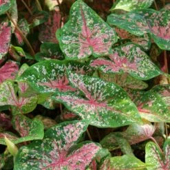 Caladium 'Pink Beauty' Plant -Plant Life Decor Shop Caladium Pink Beauty 1