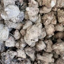 Caladium 'Pink Cloud' Plant -Plant Life Decor Shop Caladium Pink Cloud 1