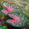 Caladium 'Pink Cloud' Plant