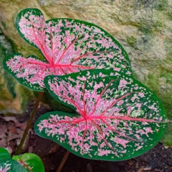 Caladium 'Pink Cloud' Plant