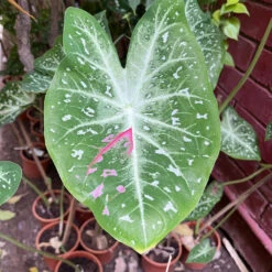 Caladium "Pink Stardust" Plant -Plant Life Decor Shop Caladium Pink Stardust 2