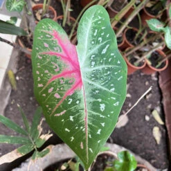 Caladium "Pink Stardust" Plant