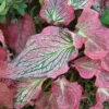 Caladium 'Pink Symphony' Plant