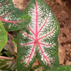 Caladium 'Red Star' Plant -Plant Life Decor Shop Caladium Red Star 2
