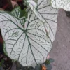 Caladium White Christmas (Bulbs)
