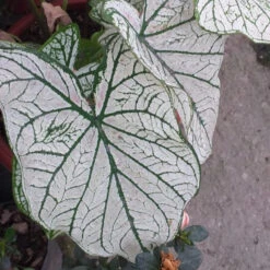 Caladium White Christmas (Bulbs)