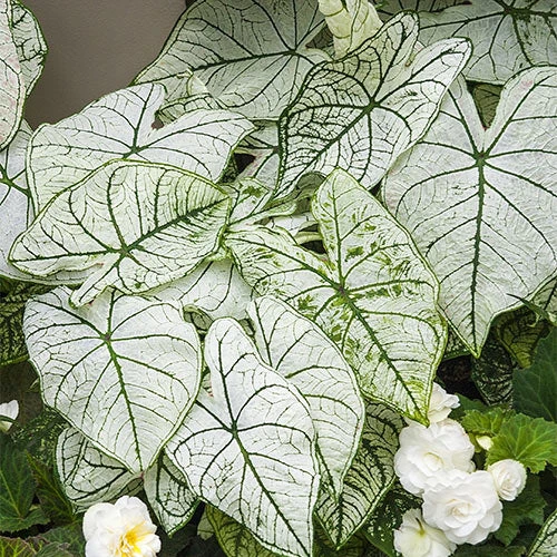 Caladium White Christmas Plant 2 Caladium White Christmas Plant - Image 2