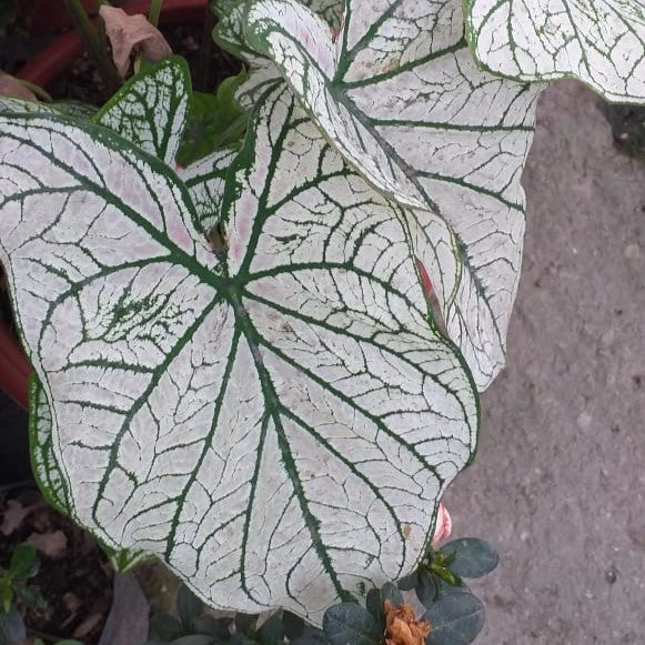 Caladium White Christmas Plant 1 Caladium White Christmas Plant