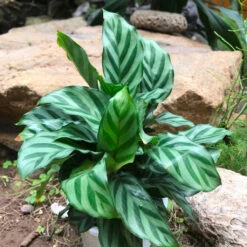 Ctenanthe Burle Marxii Plant