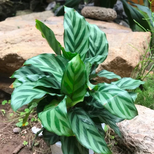 Ctenanthe Burle Marxii Plant