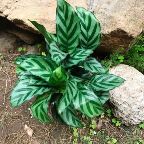 Ctenanthe Burle Marxii Plant -Plant Life Decor Shop CalatheaBurleMarxii 3