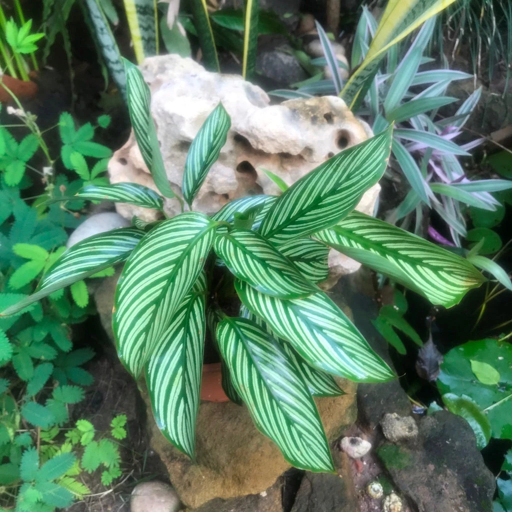 Calathea Majestica Albolineata Plant 2 Calathea Majestica Albolineata Plant - Image 2